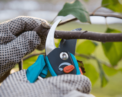 TREE TRIMMING