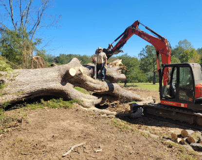 TREE REMOVAL